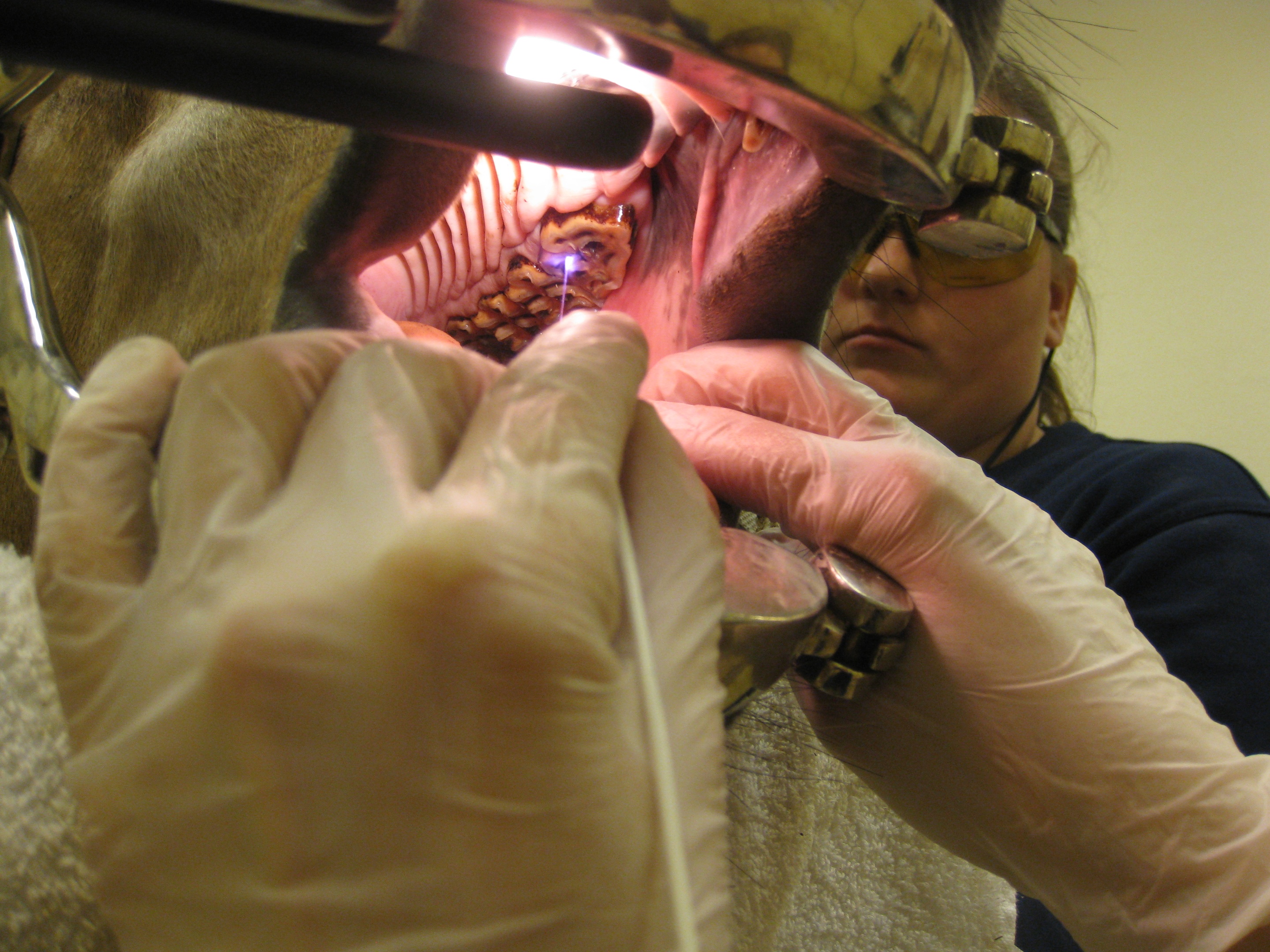 Rätt bett till din häst, vi hjälper dig!